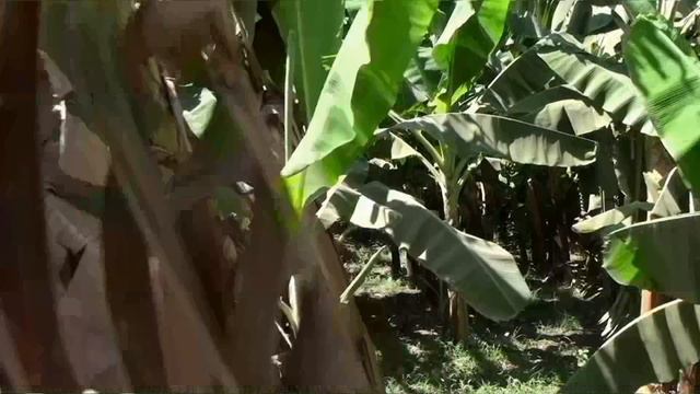 Музыкальный кот