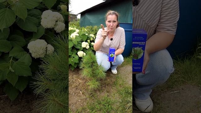 Кедр из орешка. ПОЛУЧИЛОСЬ ВЫРАСТИТЬ! #shorts смотреть онлайн