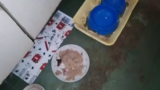 ТАРАКАНЫ В КВАРТИРЕ ОХОТА ЗА ТАРАКАНАМИ.ЗАДАВИЛ ОГРОМНОГО ТАРАКАНА