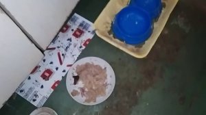 ТАРАКАНЫ В КВАРТИРЕ ОХОТА ЗА ТАРАКАНАМИ.ЗАДАВИЛ ОГРОМНОГО ТАРАКАНА