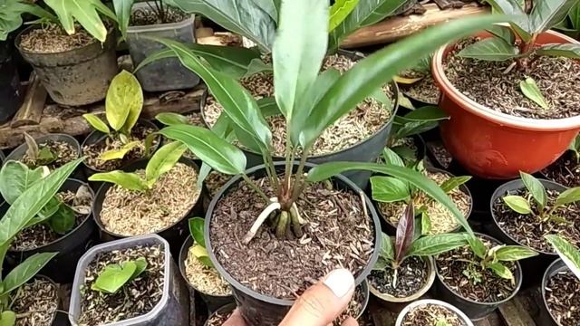RED DRAGON vs BLACK MAMBA !! | Anthurium Black Series | ciri dan karakter смотреть онлайн