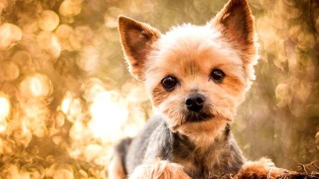 Порода собак. Йоркширский терьер. Умный, живой ,чуткий терьер.Такие еще надо поискать как он! смотреть онлайн