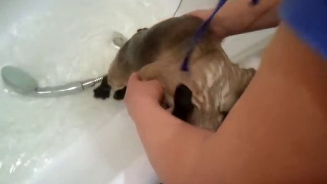 Купание сиамского котэ смотреть онлайн