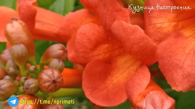 6 июля День Аграфены. Что нельзя делать 6 июля. Народные традиции и приметы. смотреть онлайн