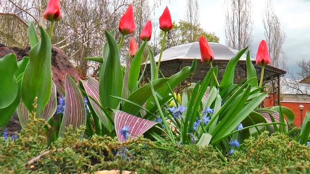 Монастырские первоцветы Курск 2016 new flowers смотреть онлайн