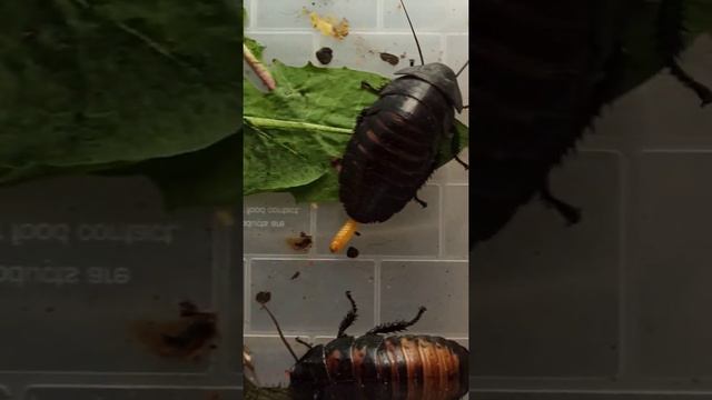 Как выглядит оотека самки мадагаскарского таракана?