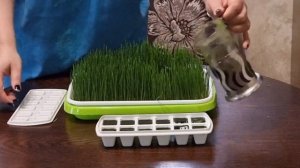 Витграсс (wheat grass). Как сделать и хранить. Выращивание пшеницы в пластиковых лотках.
