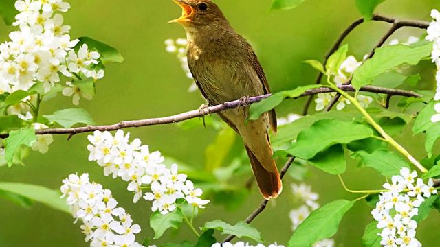 Лесной ручей. Пение соловья в лесу. Пение Птиц. Релакс смотреть онлайн