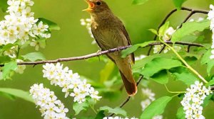 Лесной ручей. Пение соловья в лесу. Пение Птиц. Релакс