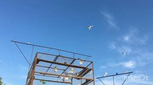 Пермские голуби в гостях у Владимира с Крестниково