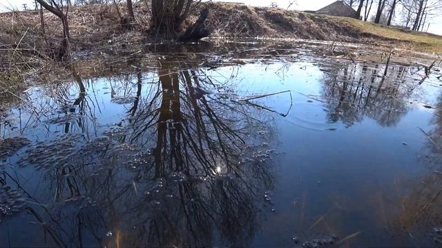 Нерест лягушек. (с.Решма) смотреть онлайн