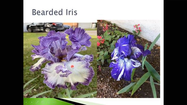 Shade Gardening смотреть онлайн