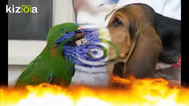 Слайд-шоу: Попугай! смотреть онлайн