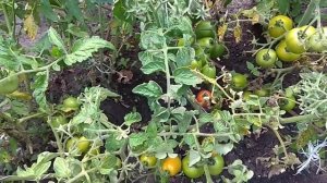 Томат кубышка