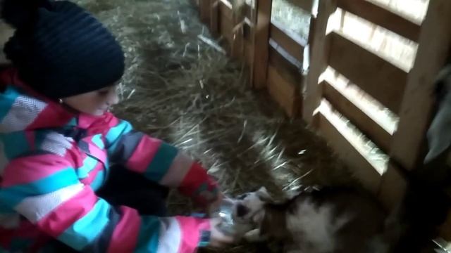 Кино про козлят.Кормление козлят из чашки с раннего возраста.По норме,или сколько влезет? смотреть онлайн