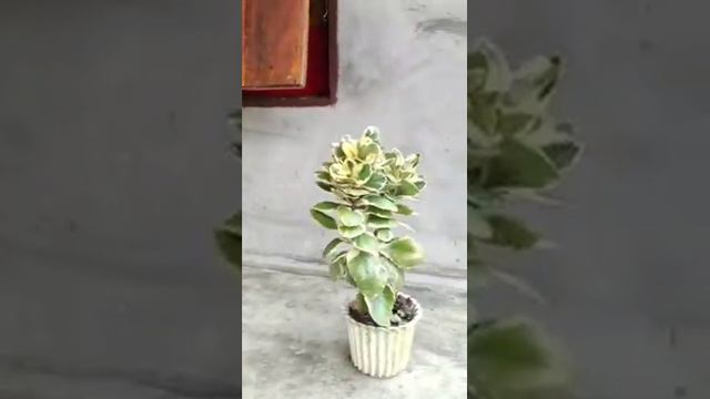 peperomia clusiifolia.