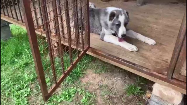 Отзывы о питомнике. Шилеле Хайрис. смотреть онлайн