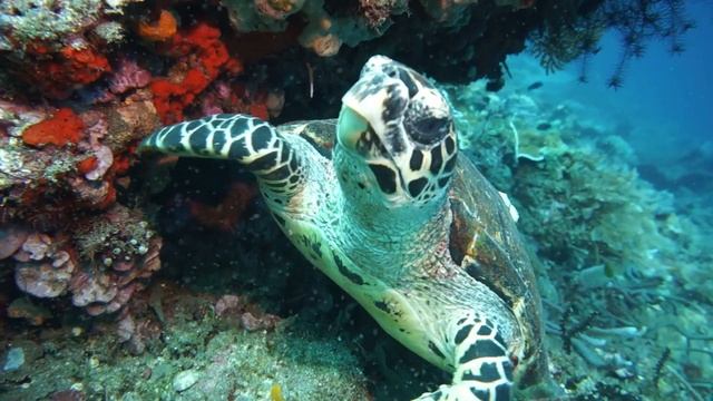 #funnyanimals #дайвинг  Дайвинг на Мальдивах