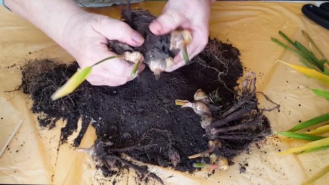 ВЫРАЩИВАЮ ИМБИРЬ на БАЛКОНЕ! Как посадить имбирь?Отвары и настои от простуды. смотреть онлайн