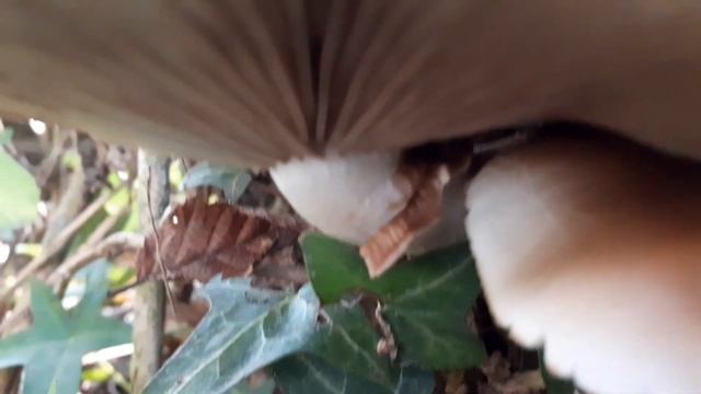 Agrocybe Aegirita ??(18/10/2020) Le Chemin Vert смотреть онлайн