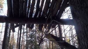 Охота на Куницу капканами. Сезон 2023-2024г