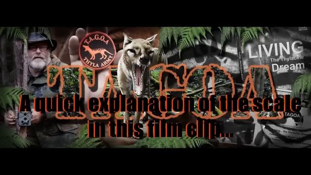 Thylacine footage analysis, NE Tasmania 2023. смотреть онлайн