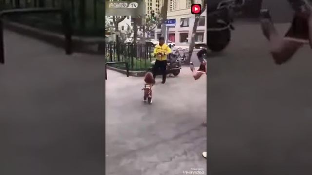 Эта собака умнее некоторых людей😂😂 смотреть онлайн