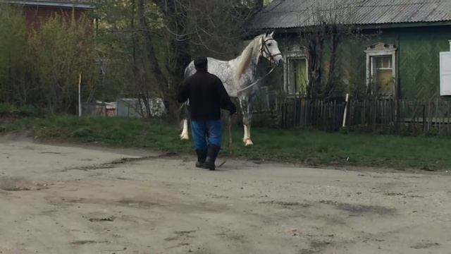 Сказочный жеребец Орловской породы смотреть онлайн