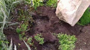 Канны. Посадка весной в открытый грунт.