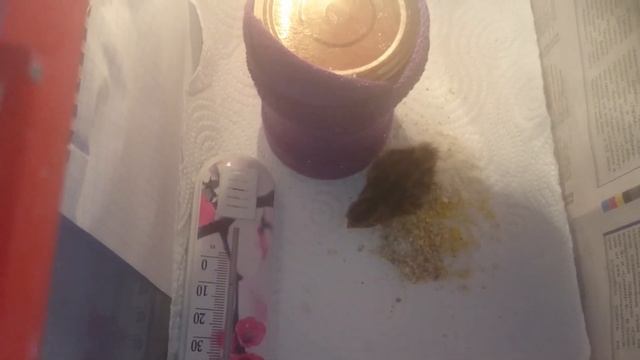 Перепел из магазинного яйца - брудер своими руками смотреть онлайн