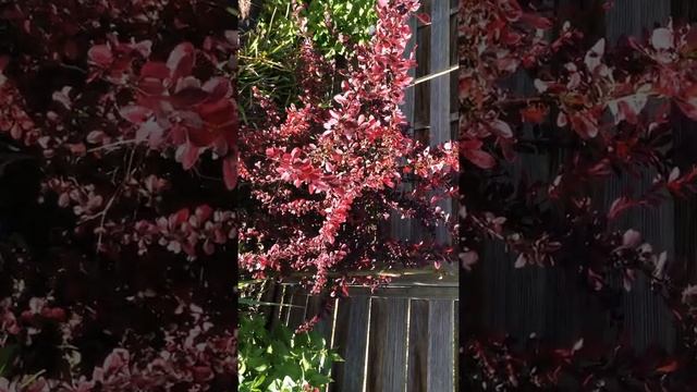 Garden surprises: Berberis thunbergii смотреть онлайн