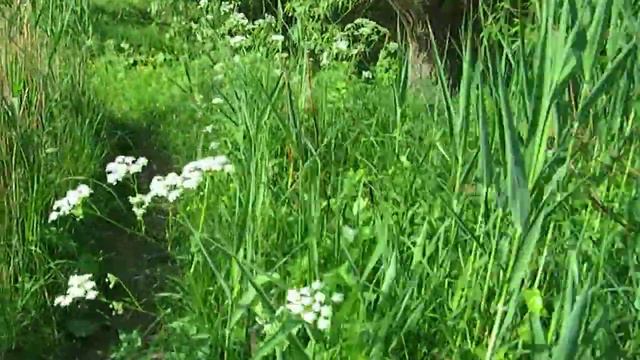 28.05.19 Вышел утром на рыбалку. Пгт Бродецкое. Часть-2 смотреть онлайн