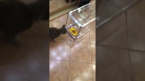 Как работает котоловка. Видео от Елены. В такую поймали нашу Косю.