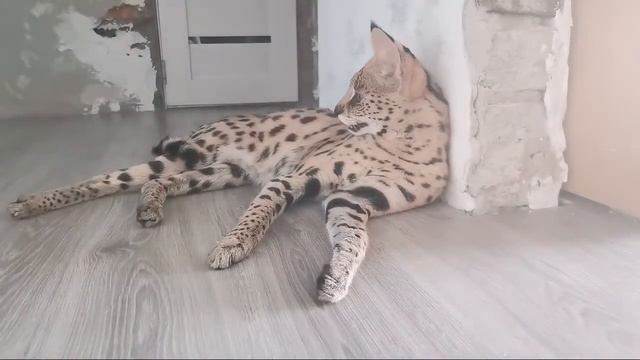 Котобанда В Эфире Призы За Комментарии смотреть онлайн