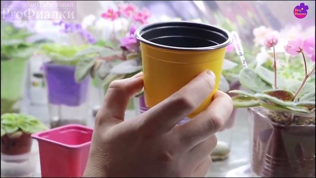 Моя фиалка НЕ ЦВЕТЕТ! Что я делаю НЕ ПРАВИЛЬНО? 10 ЧАСТЫХ ОШИБОК смотреть онлайн