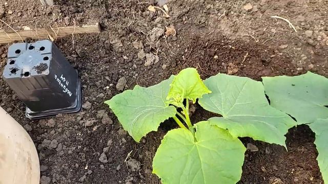 Положила это В ЛУНКУ и огурцов ВСЕГДА море, для раннего урожая и чтобы не замерзли холодными ночами смотреть онлайн