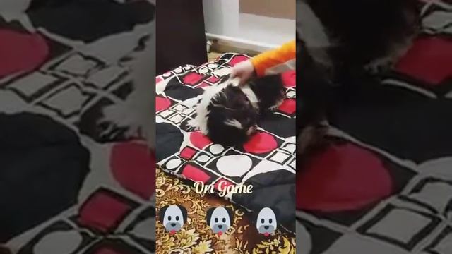 Собака Ши Тцу? смотреть онлайн