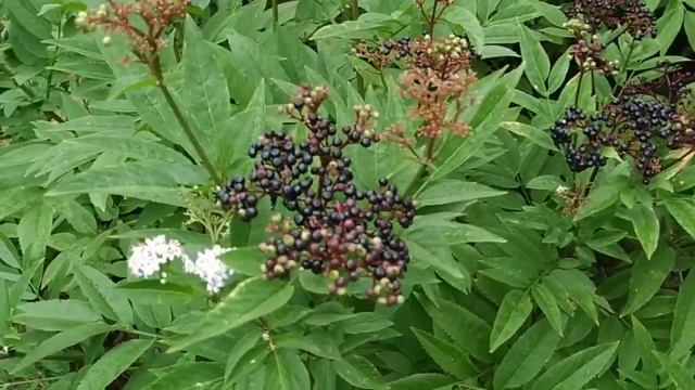 Is Daneworth /Dane blood fruit toxic? (Sambucus ebulus) смотреть онлайн