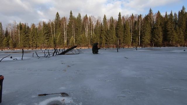 Первый лёд 2023 - 2024. Рыбалка на лесном пруду. смотреть онлайн