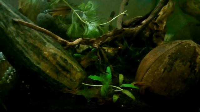 Apistogramma agassizi Tefe 'red back' Pair смотреть онлайн