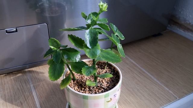 칼란디바 키우기/ 칼란디바 꽃봉우리가 맺혔네요~^^~ / Home gardening