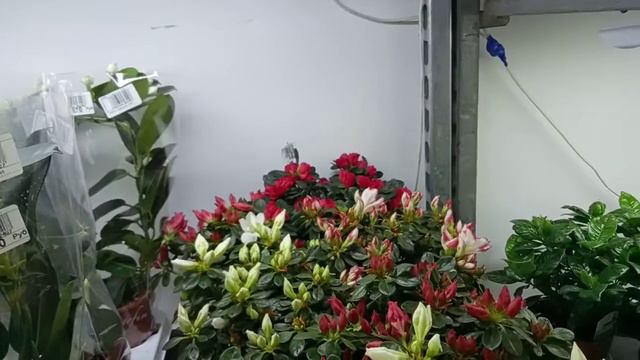 НОВЫЙ КРУТОЙ ЗАВОЗ ДОМАШНИХ ЦВЕТОВ! Есть много интересных экземпляров! смотреть онлайн