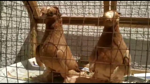 ХОРОШИЕ РАЗНЫЕ МАСТИ. Узбекские двухчубые голуби. Tauben. Pigeons