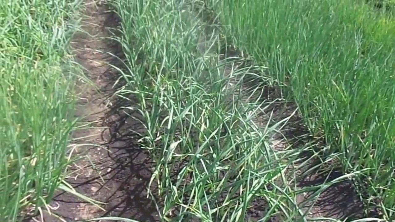 Чеснок Озимый и Яровой - Выращивание и Уход на Своем Приусадебном Участке. смотреть онлайн