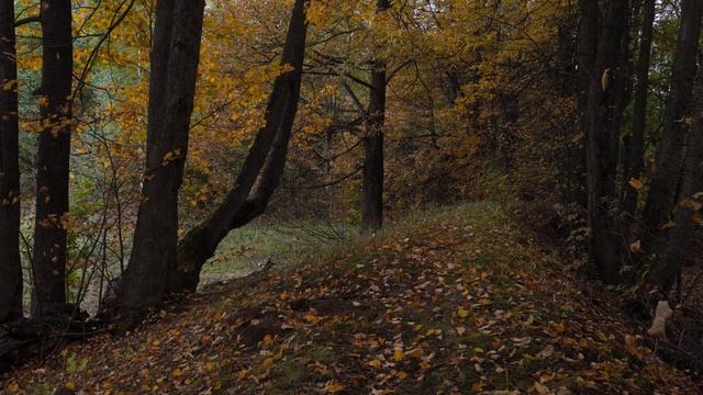 Расслабьтесь под Звуки Шагов по Листьям в Осеннем Лесу. Шум Листвы и Ветра для сна | Senses Of Ligh