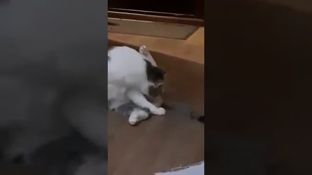 Вот оно как кошки рожают ?