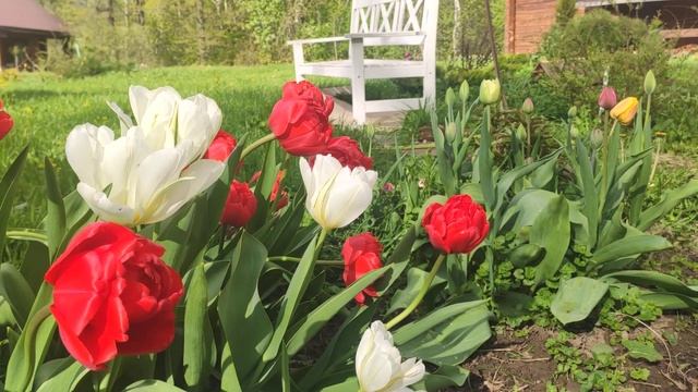 Первые тюльпаны на даче смотреть онлайн