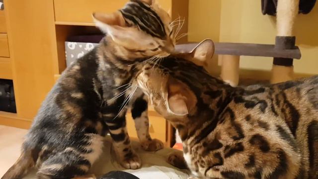 Бенгальская дружба