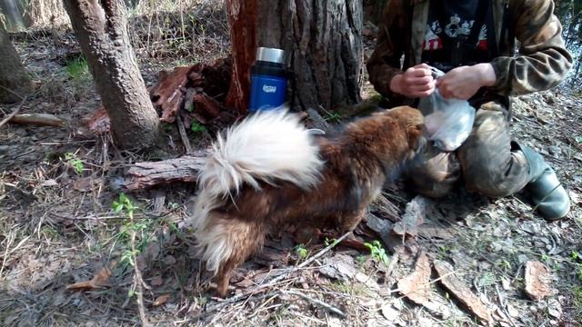 рыбалка на удочку на поплавок из гусиного пера и на фидер чебак,подлещик и сорожка собака смотреть онлайн