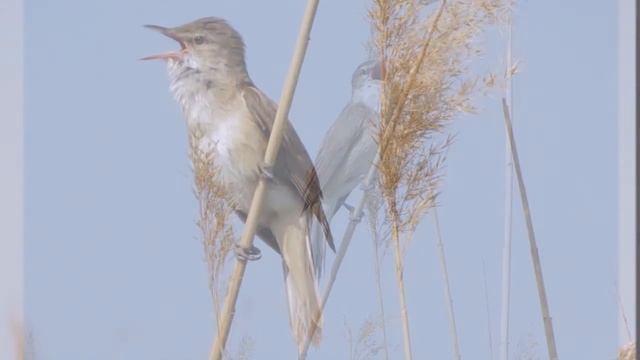 Голоса птиц - Дроздовидная камышевка - Acrocephalus arundinaceus смотреть онлайн
